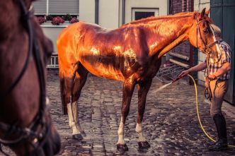 Cavaliers et chevaux, luttez contre la chaleur