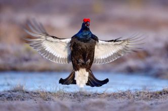 Alpes de Haute-Provence : les chasseurs forment les bergers pour protéger le tétras-lyre