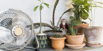 Climatisation et ventilateur avec des plantes d'intérieur : en souffrent-elles ?