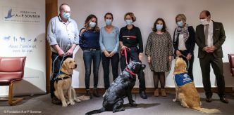 Le tribunal expérimente la médiation animale : une « béquille psychologique » au bénéfice des justiciables
