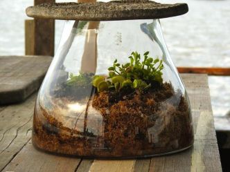 Créer un terrarium de plantes carnivores