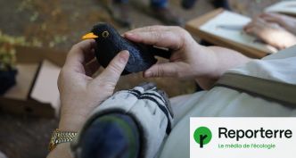 Admirer les oiseaux avec ses oreilles : une balade naturaliste pour malvoyants