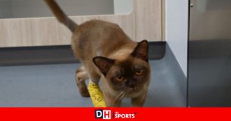 Pablo, un chaton de 9 mois, survit après être resté 55 minutes dans une machine à laver en marche: "C'est un miracle"