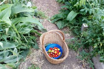 Cueillettes d'été à la ferme de Paris : gratuit, bio et en plein air