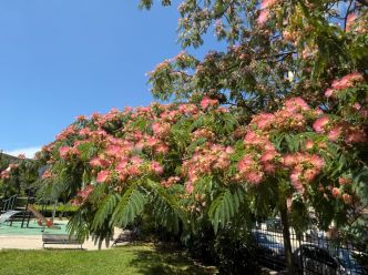 Bel alignement très fleuri d’albizias (Le Bourget 93)