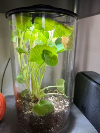 Terrarium trop plein et trop petit