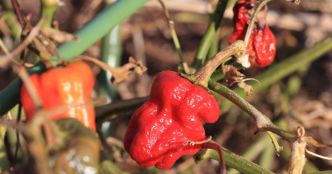 Canicule : vite, protégez les fruits et légumes de votre potager avant qu’il ne soit trop tard