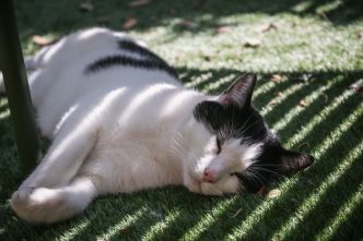Canicule : votre chat a besoin d’être protégé des grandes chaleurs