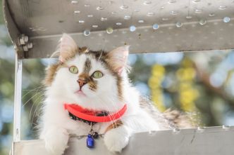 Collier anti-puce chat : efficacité et avantages pour protéger votre chat