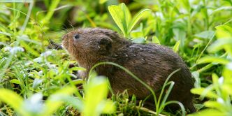 Comment faire fuir les campagnols et rats-taupiers du jardin potager ? 9 solutions efficaces !