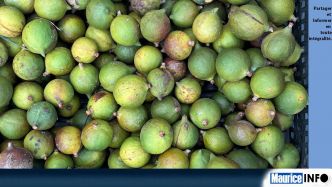 Agriterra ajoute une nouvelle corde à son arc de production avec le macadamia