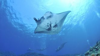 Une douzaine de raies mantas observées près de nos côtes : habituellement rares, elles pourraient fuir la guerre à Gaza d'après des scientifiques