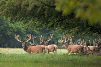 Dégâts des cervidés sur la forêt de l’Orne: l’État condamné pour défaut de régulation !