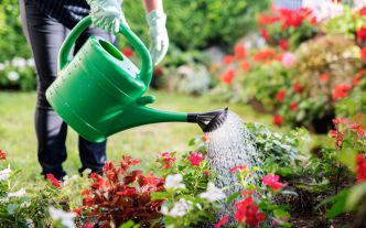 Quand faut-il réellement arroser vos plantes ? Voici l'erreur que vous faites tout le temps