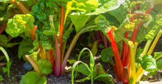 Contre les canicules à répétition, voici 9 légumes qui n’ont presque pas besoin d’eau pour pousser