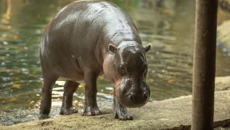 Ca serait si mignon ! Comment Beauval prépare la naissance d'un hippopotame nain ?