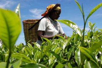 Pourquoi le Kenya exporte plus de thé, mais gagne moins que la Chine et le Sri Lanka