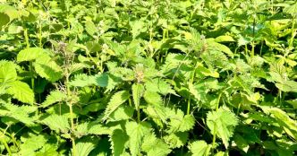 Pourquoi les orties font-elles un excellent paillis pour vos plantes ?