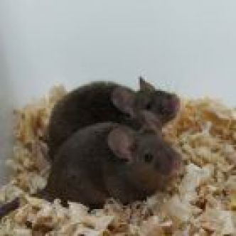 Une percée scientifique: ces souris issues chacune de deux pères sont fertiles