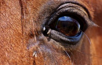 Santé du cheval : Les soins des yeux