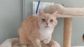 Silas, 6 ans, ce magnifique chat vous attend au refuge de Flayosc près de Draguignan