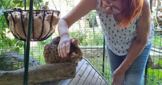 Beaujolais. La seule éleveuse de chats savannah du Rhône a perdu Ishara : « J'ai peur qu'il ait été volé »