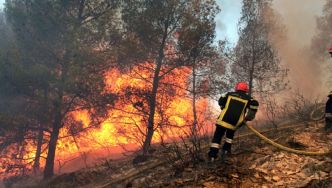 Feu de forêt à La Manouba : sept hectares ravagés, huit maisons sauvées de justesse