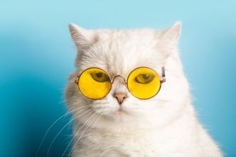 Fortes chaleurs : 5 réflexes à adopter pour protéger nos chats et les aider à se sentir au mieux