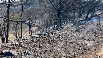 Incendies provoqués par un braséro dans l'Aude : la situation a évolué favorablement, 140 pompiers ont passé la nuit sur le site