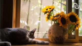 Comment bien aérer son intérieur pendant la canicule ?