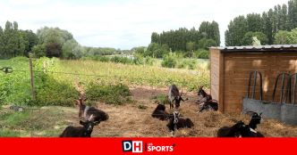 Warneton : Des chèvres combattent la plante invasive qu'est la renouée du Japon