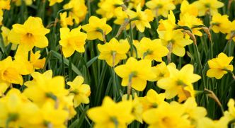 Jardinière qui fleurit toute l'année : comment bien la composer ?