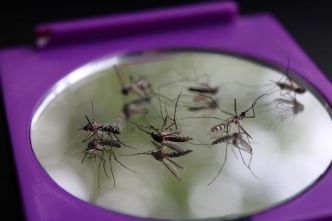 Un été sans moustiques : mettez ce produit dans de l'eau pour fabriquer un piège efficace