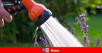 Matin ou soir ? Voici le moment idéal pour arroser vos plantes et potager en période de canicule !