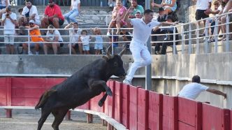 Course camarguaise : à Tarascon, Milouin et Chanat s'offrent la Tarasque (Avenir)