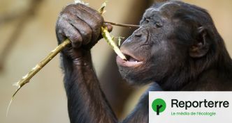 Les bonobos sont plus optimistes quand ils entendent rire leurs congénères