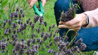 Elle est morte de chaleur en arrosant ses plantes : une femme fait un coup de chaud fatal en pleine séance de jardinage