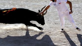 Course camarguaise : un manque de rythme s'est fait ressentir, dimanche 29 juin à Pérols (Avenir)