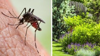 Cette plante éloignera tous les moustiques de votre jardin cet été