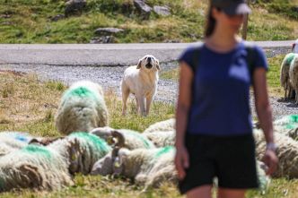 « Ces bêtes-là, ce sont des gardiens » : comment réagir face à un patou en randonnée