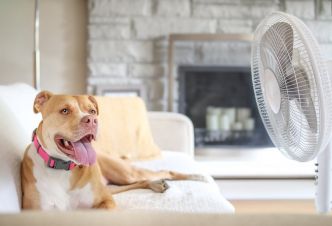 Tondre son chien,  est-ce une bonne idée contre la chaleur ? La réponse d'un vétérinaire