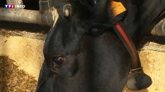 "On peut perdre jusqu'à 5 kilos de lait par vache et par jour" : l'agriculture aussi souffre des fortes chaleurs  | TF1 INFO