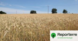 L'agriculture biologique victime d'un arbitrage budgétaire « délétère »