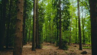 Ils ne savent ni lire ni écrire et portent des couches : un père "obsédé par le Covid" cache ses enfants de 6 et 9 ans en pleine forêt