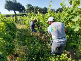 Canicule : « 42 degrés hier... c'est dur. » Dans les vignes en Gironde, les journées de travail se raccourcissent au matin