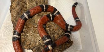 Canton d'Argovie: La police capture un serpent «royal» dans un jardin