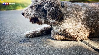 À partir de quelle température faut-il être vigilant et éviter de promener son chien ? Un vétérinaire nous répond | TF1 INFO