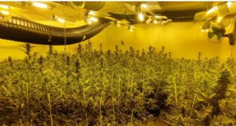 Lorraine : des centaines de pieds de cannabis dans une maison