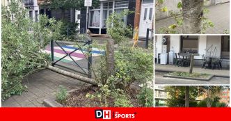 Un "serial scieur” à Schaerbeek : plusieurs arbres abattus en pleine nuit laissent la commune dans l'incompréhension totale