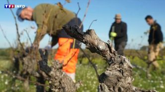 "L'UE nous abandonne" : cette subvention aux viticulteurs sud-africains qui passe très mal dans les vignes françaises | TF1 INFO